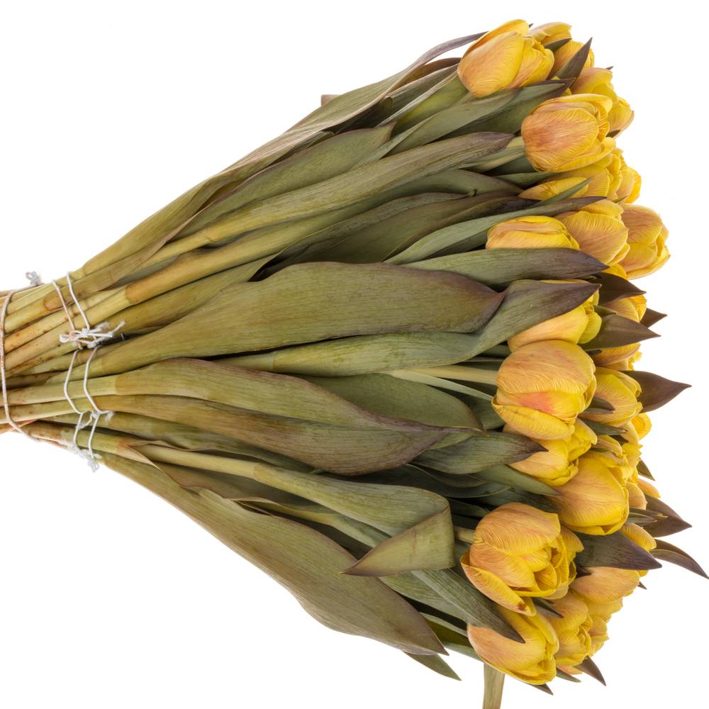 Tulpe gelb gefärbt Honey Caramel 28 Gramm