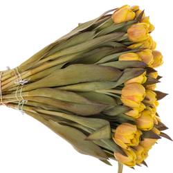 Tulpe gelb gefärbt Honey Caramel 28 Gramm