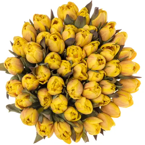 Tulpe gelb gefärbt Honey Caramel 28 Gramm