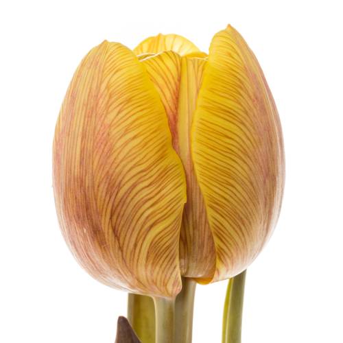 Tulpe gelb gefärbt Honey Caramel 28 Gramm
