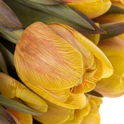 Tulpe gelb gefärbt Honey Caramel 28 Gramm