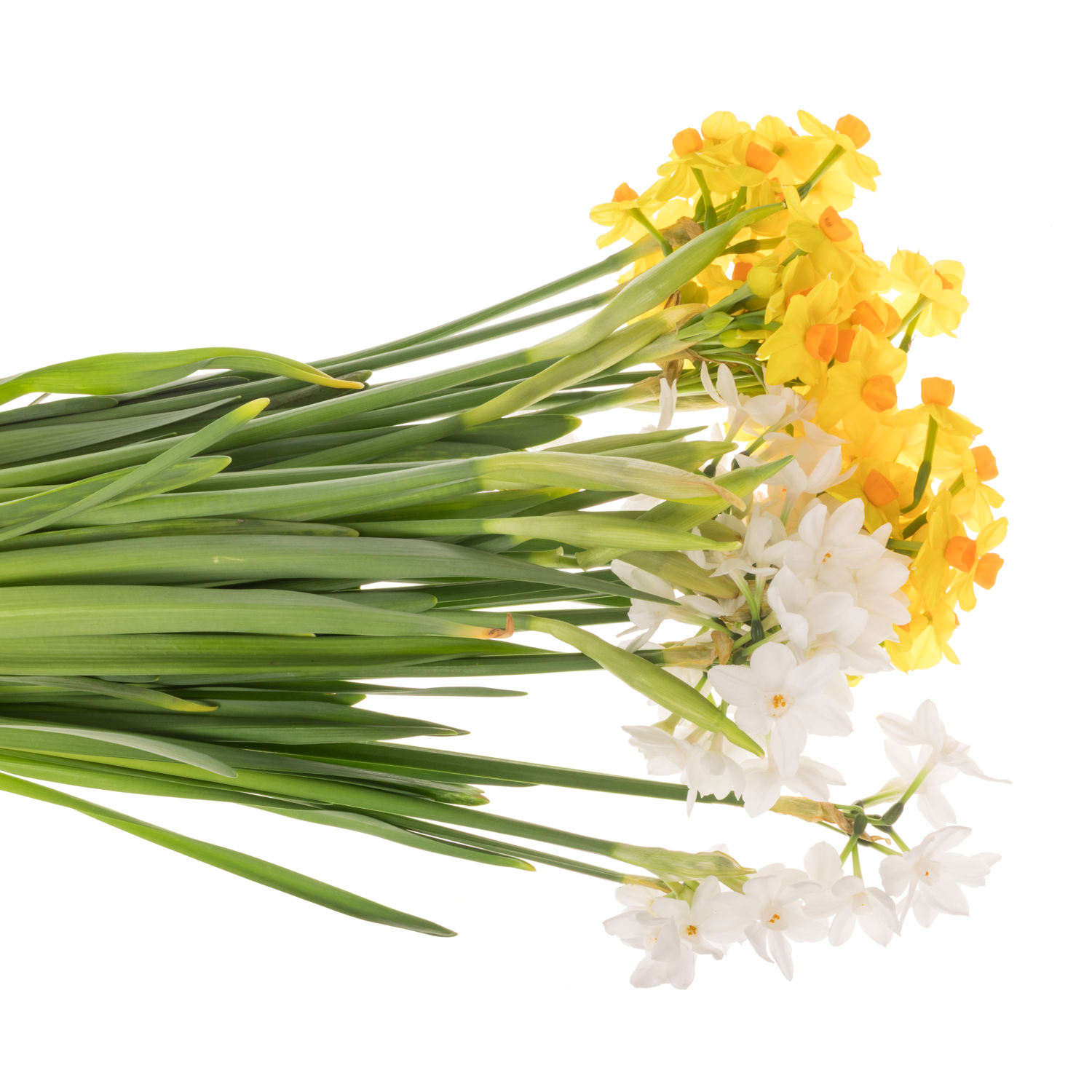 Narzisse mix 50 cm 45cm