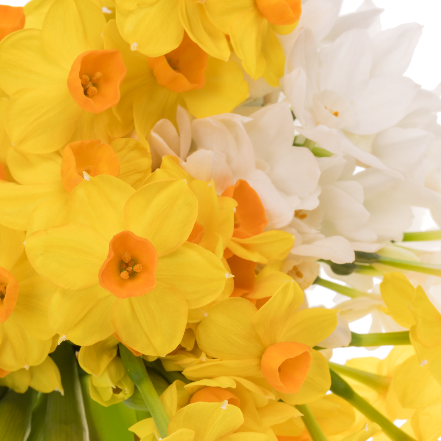 Narzisse mix 50 cm 45cm