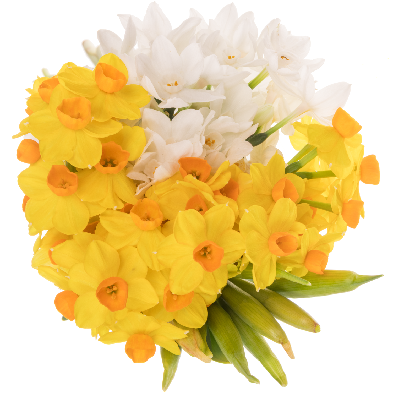 Narzisse mix 50 cm 45cm