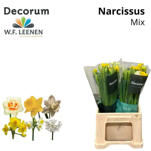 Narzisse mix 50 cm