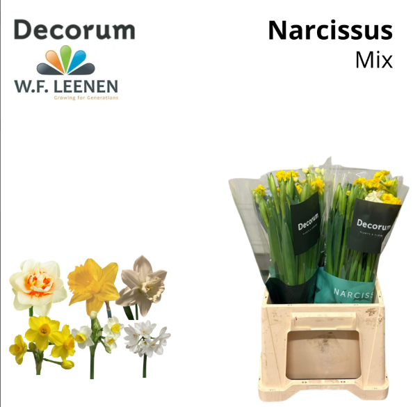 Narzisse mix 50 cm 45cm