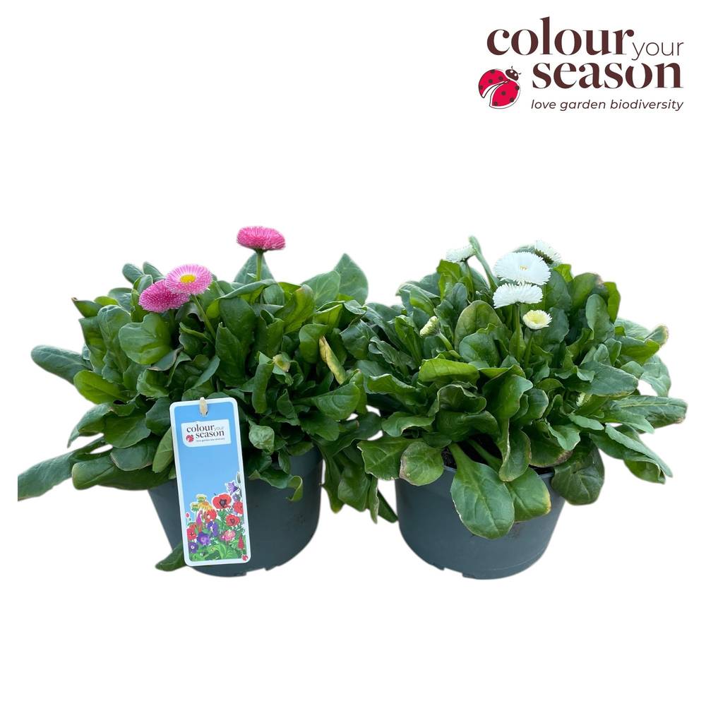 Bellis mix Tasso T19 H030
