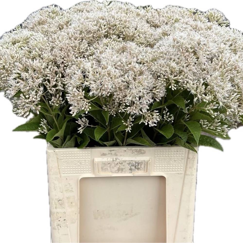 Eupatorium creme/weiss Snowball 65cm