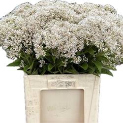 Eupatorium creme/weiss Snowball 65cm