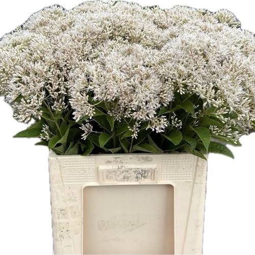 Eupatorium creme/weiss Snowball 65cm