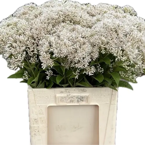 Eupatorium creme/weiss Snowball 65cm