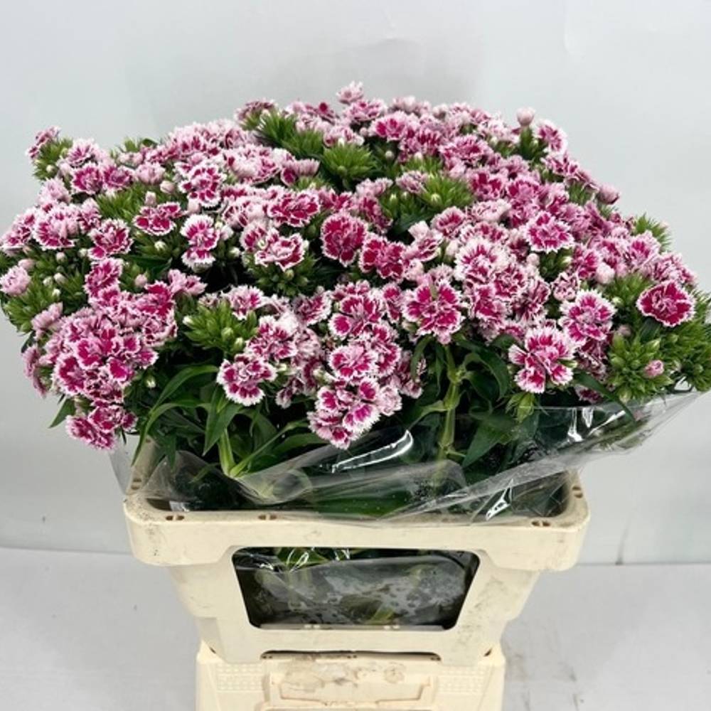 Bartnelke lila/weiss Doblino Bicolor rose 50cm