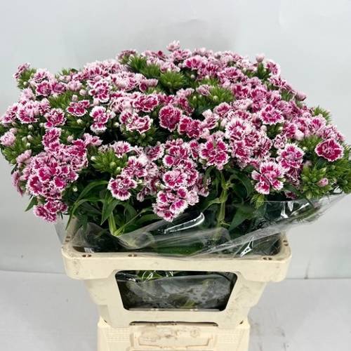 Bartnelke lila/weiss Doblino Bicolor rose 50cm