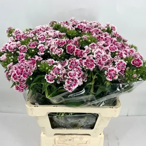 Bartnelke lila/weiss Doblino Bicolor rose 50cm