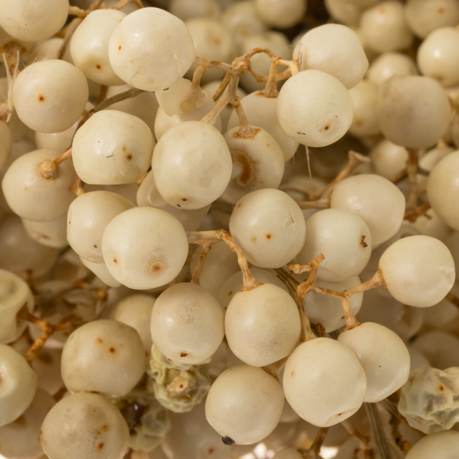 Pfeffer Berry gebleicht 175 Gramm