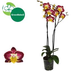 Phal.2-R Bee Happy T12 H065