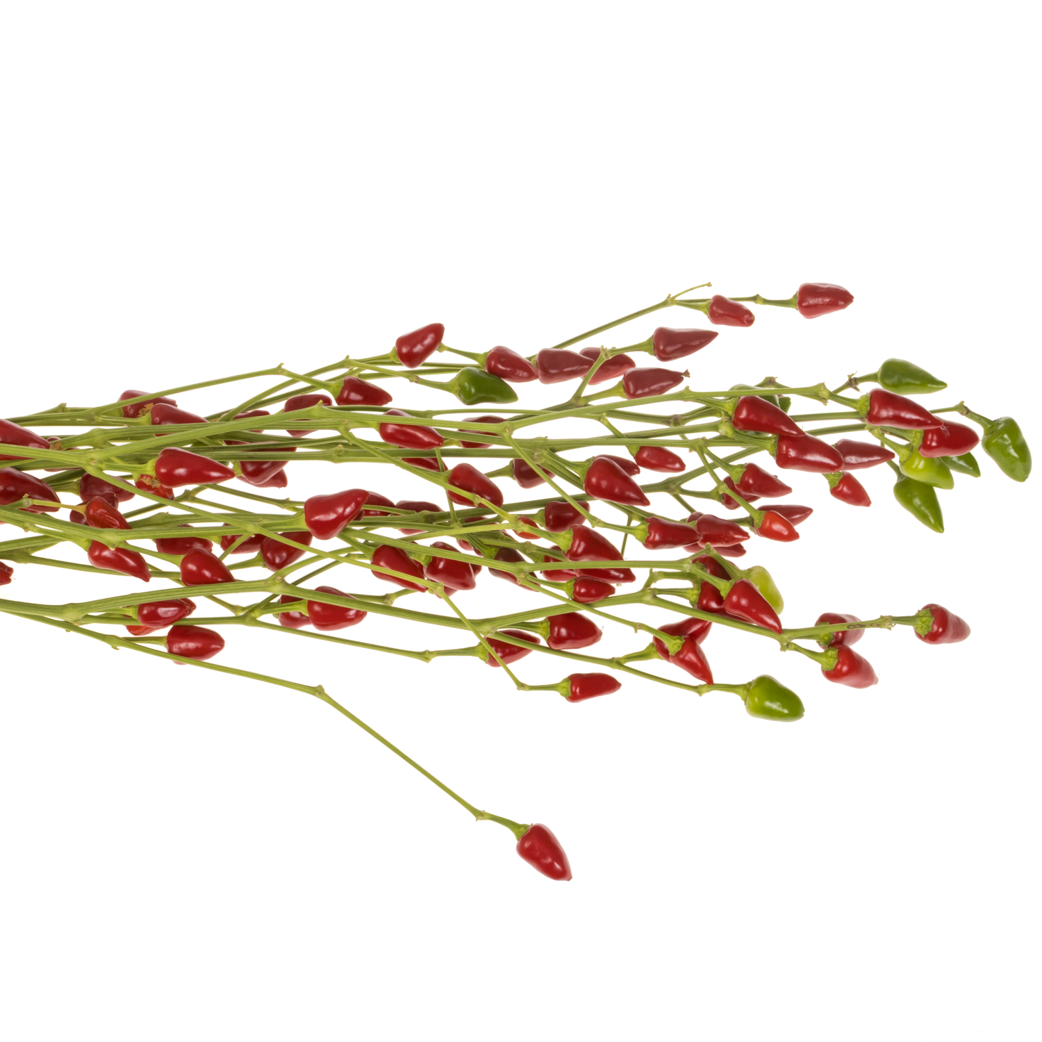 Zierpfeffer rot 80cm