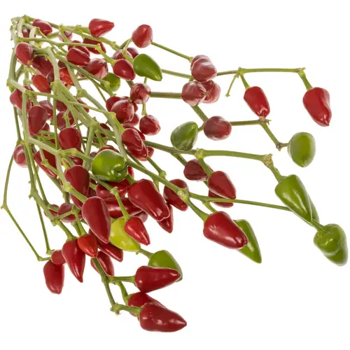 Zierpfeffer rot 80cm