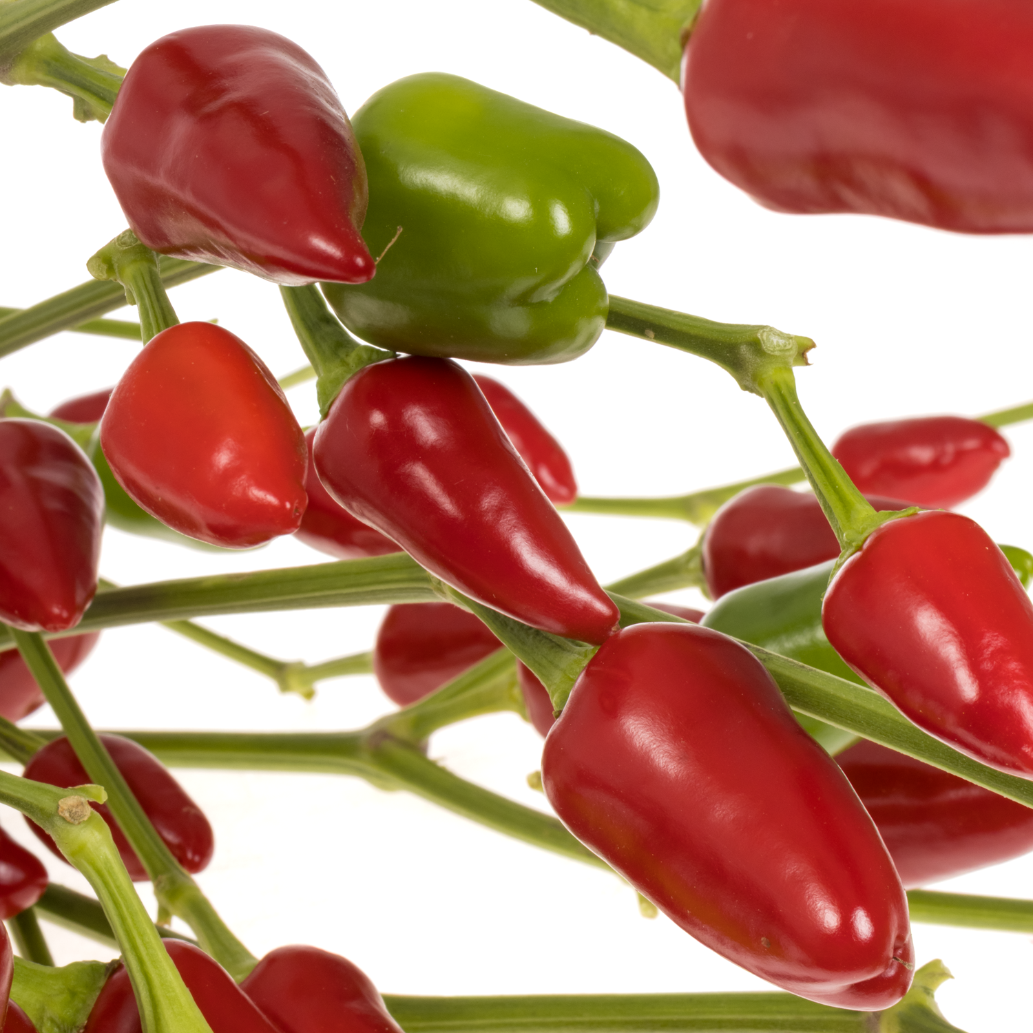 Zierpfeffer rot 80cm