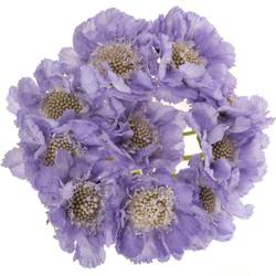 Scabiosa blau Clive Greaves 60cm