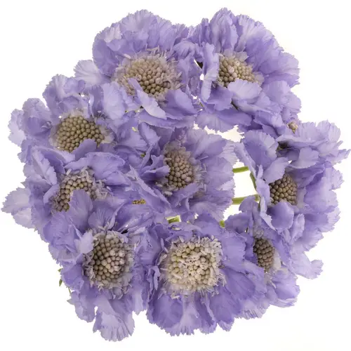 Scabiosa blau Clive Greaves 60cm
