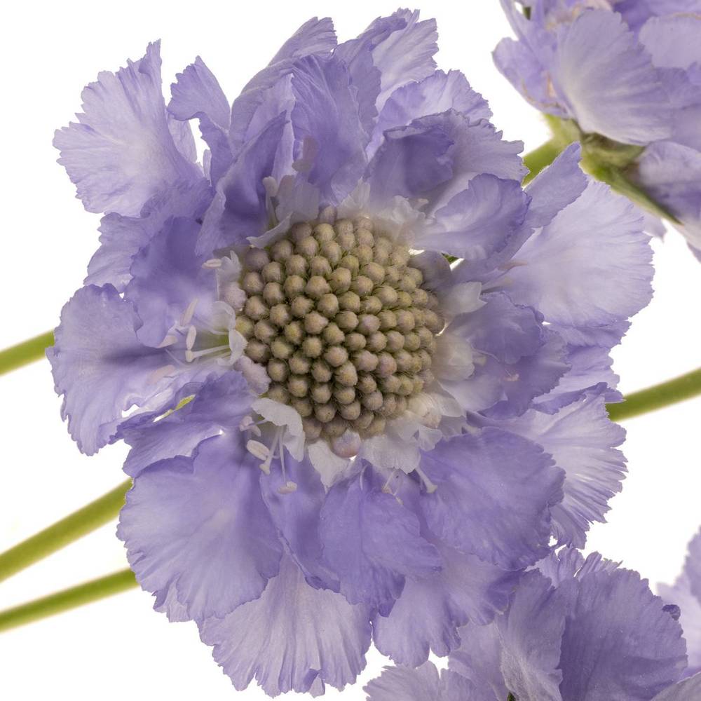 Scabiosa blau Clive Greaves 60cm