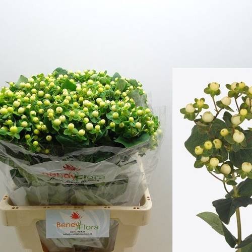 Hypericum creme/weiss Snowprince 60cm