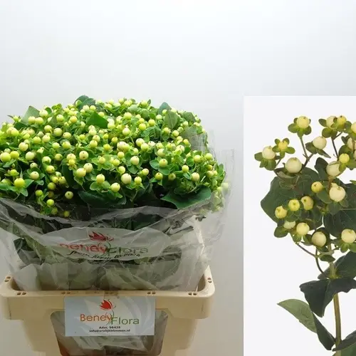 Hypericum creme/weiss Snowprince 60cm