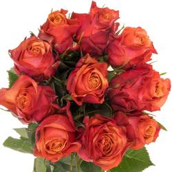 Rose orange/rot Firelight 40cm