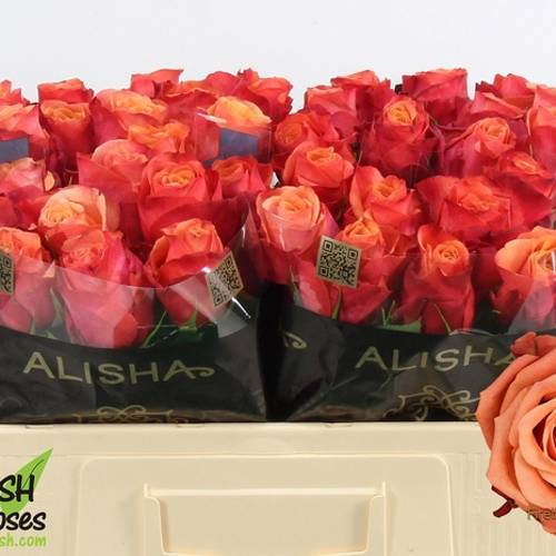 Rose orange Firelight 40cm