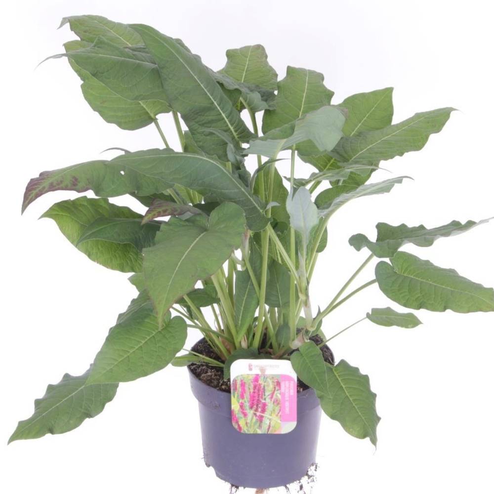 Persicaria rot Ampl. Amethyst T17 H050