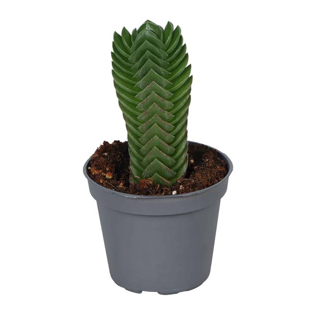 Crassula Hybrid T06 H012