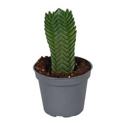 Crassula Hybrid T06 H012