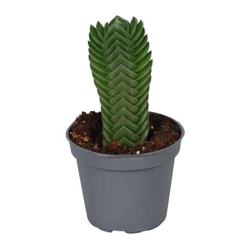 Crassula Hybrid T06 H012