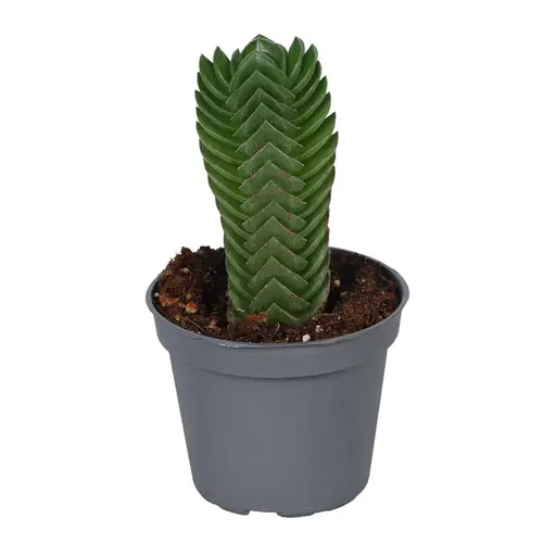 Crassula Hybrid T06 H012