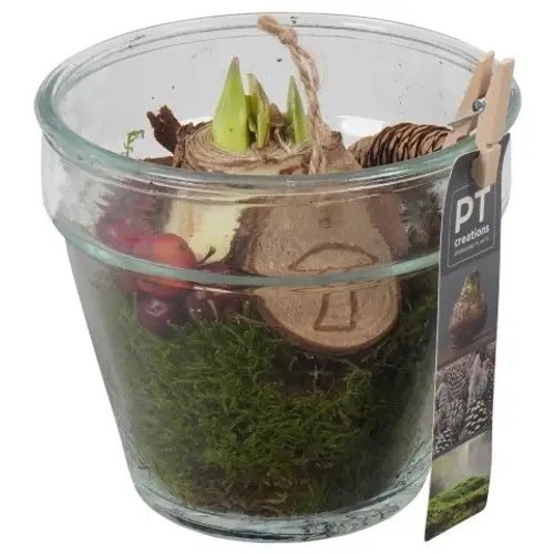 Amaryl.Arr PTAA7584 rote Bl. T13 H020