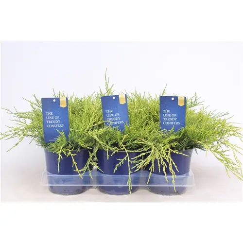 Juniperus Pfitzeriana Gold Coast T15 H025