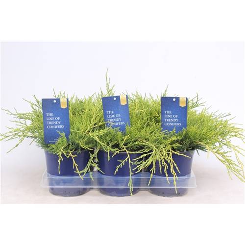 Juniperus Pfitzeriana Gold Coast T15 H025