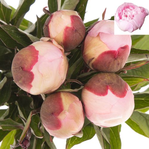 Pfingstrose rosa gefüllt Alertie 45cm