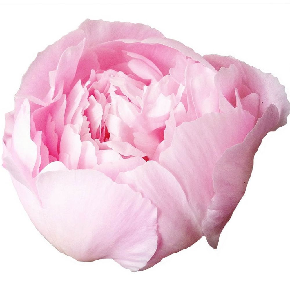 Pfingstrose rosa gefüllt Alertie 45cm