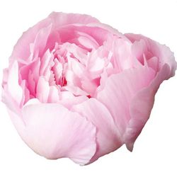 Pfingstrose rosa gefüllt Alertie 45cm