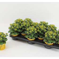 Ajania Pacifica gelb T10,5 H015