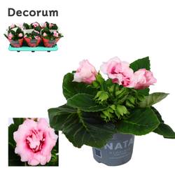 Gloxinia Sonata rosa T13 H20