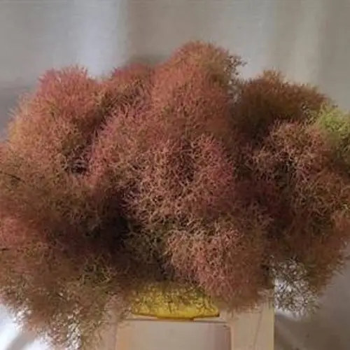 Perucken Cotinus grün/rot 40cm