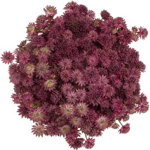 Astrantia dunkel rosa Capri 55cm