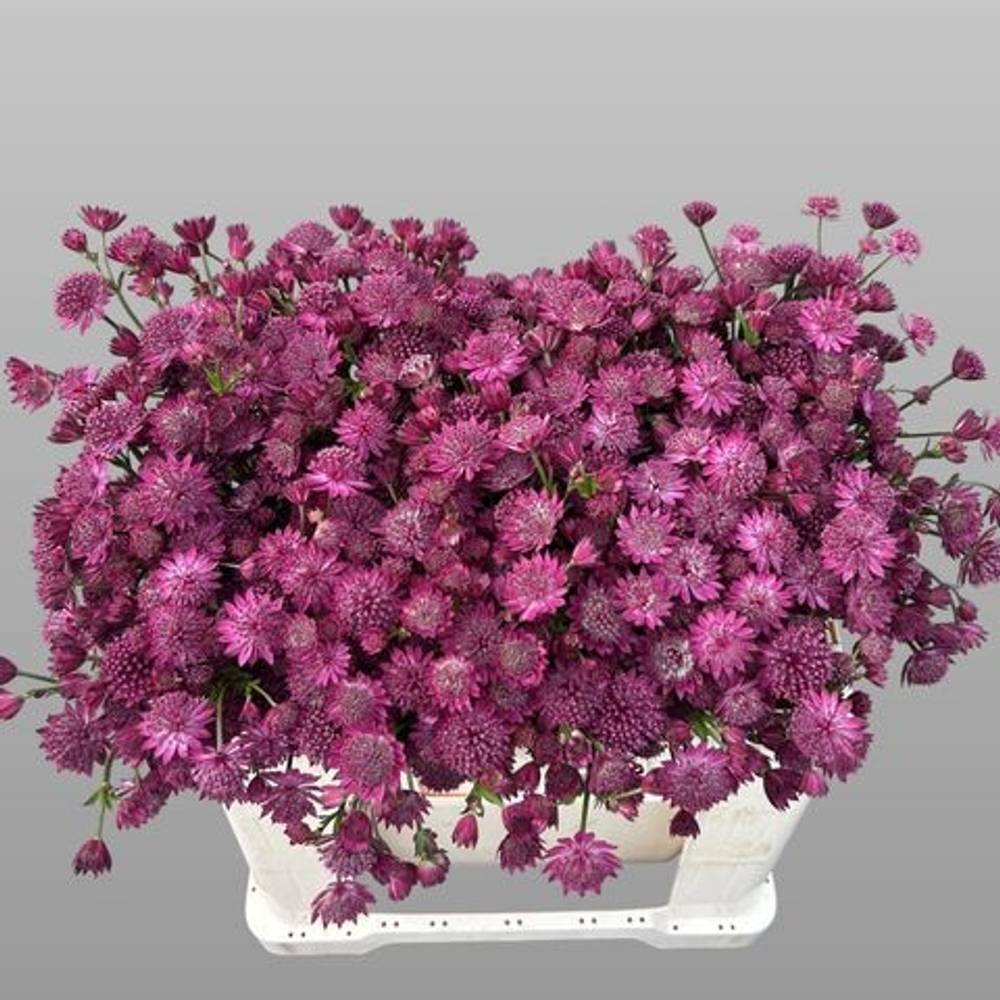 Astrantia dunkel rosa Capri 55cm