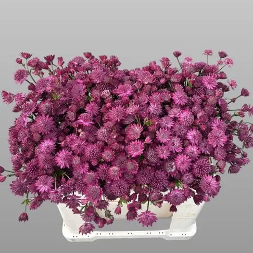 Astrantia dunkel rosa Capri 55cm
