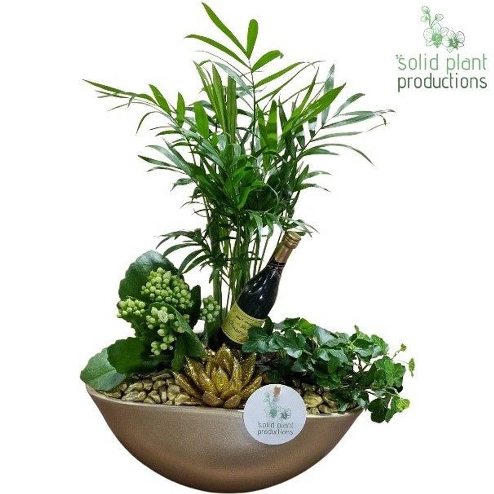 Chamaed.Arr CE005 Gold Silvester T18 H040