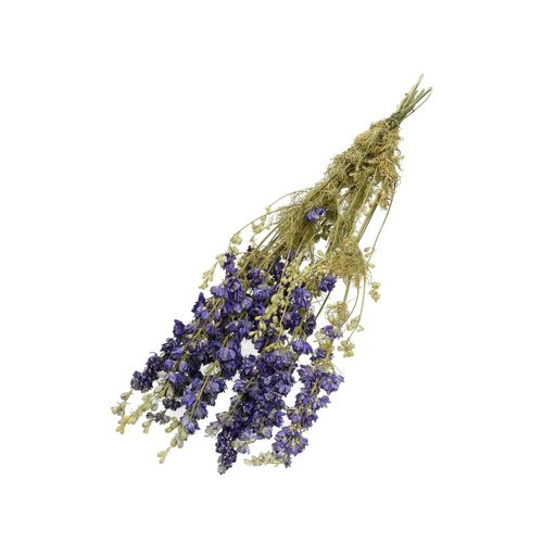 Trocken Delphinium blau L60cm