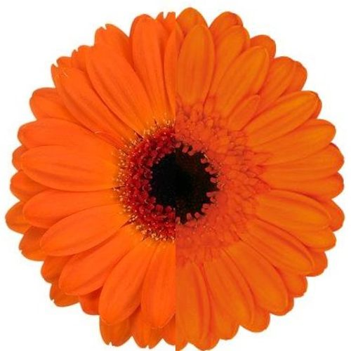 Germini orange mix Auge Muttertagsangebot